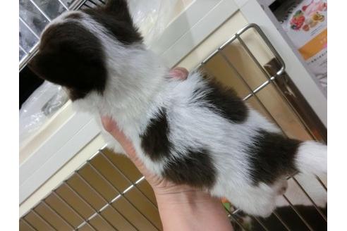 成約済の福岡県のチワワ-4396の3枚目