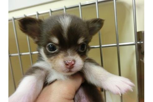 成約済の福岡県のチワワ-4397の1枚目