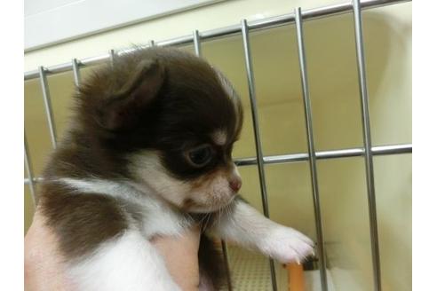 成約済の福岡県のチワワ-4397の2枚目