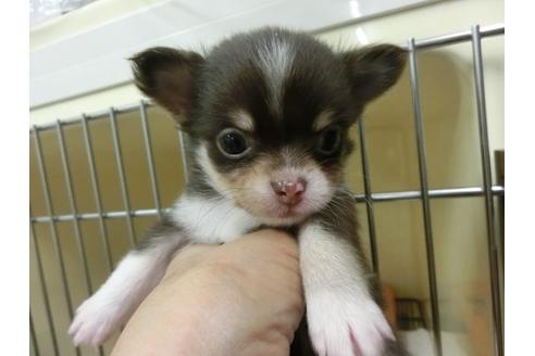 成約済の福岡県のチワワ-4397の3枚目