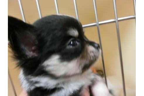 成約済の福岡県のチワワ-4398の2枚目