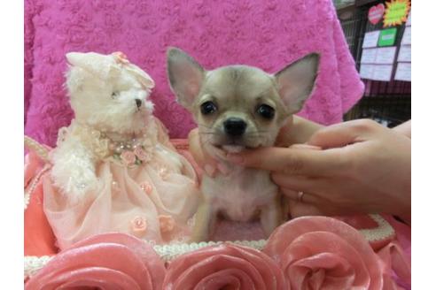 成約済の京都府のチワワ-4402の1枚目