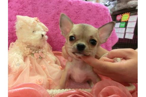 成約済の京都府のチワワ-4402の2枚目