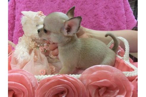 成約済の京都府のチワワ-4402の3枚目