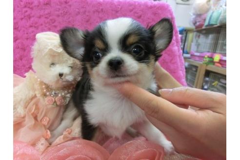 成約済の京都府のチワワ-3986の1枚目