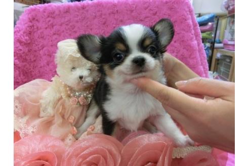 成約済の京都府のチワワ-3986の2枚目