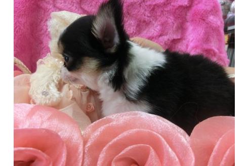 成約済の京都府のチワワ-3986の3枚目