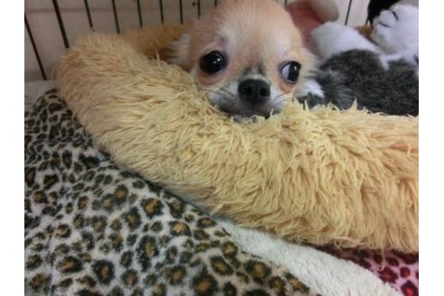 成約済の京都府のチワワ-4429の1枚目