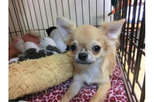 成約済の京都府のチワワ-4429の3枚目