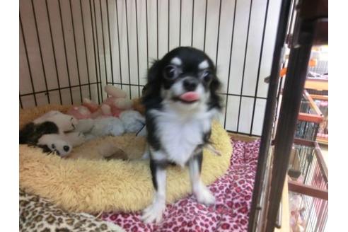 成約済の京都府のチワワ-4430の1枚目