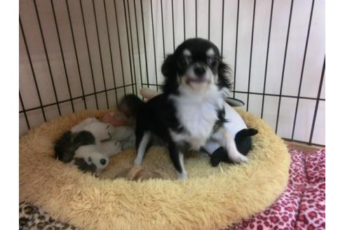 成約済の京都府のチワワ-4430の2枚目