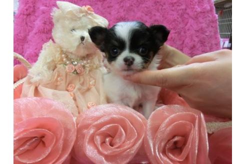 成約済の京都府のチワワ-4431の1枚目