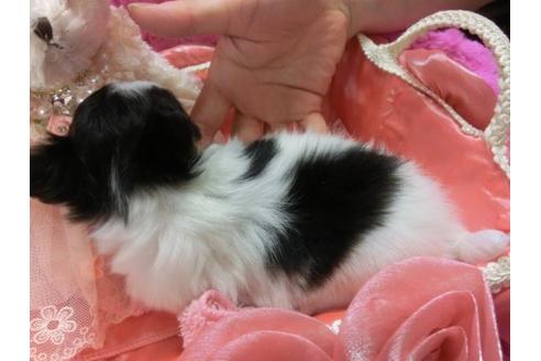 成約済の京都府のチワワ-4431の2枚目