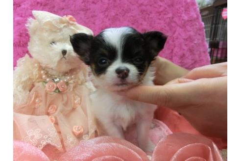 成約済の京都府のチワワ-4431の3枚目