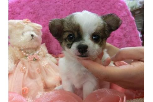 成約済の京都府のチワワ-4432の1枚目