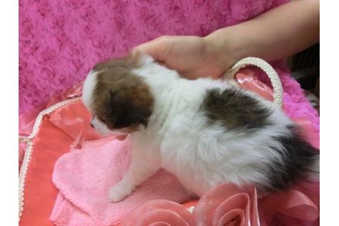 成約済の京都府のチワワ-4432の3枚目