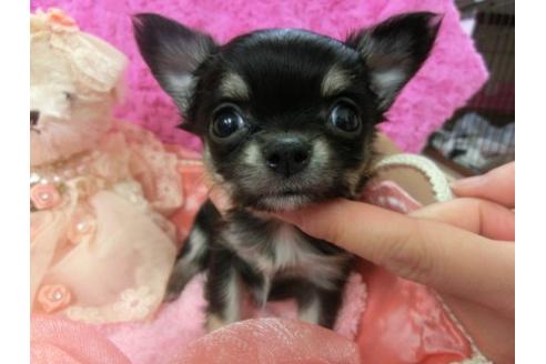 成約済の京都府のチワワ-4434の1枚目