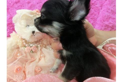 成約済の京都府のチワワ-4434の3枚目