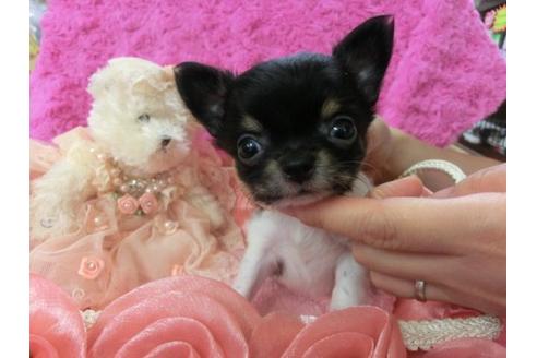 成約済の京都府のチワワ-4435の1枚目