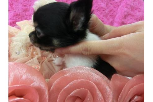 成約済の京都府のチワワ-4435の2枚目