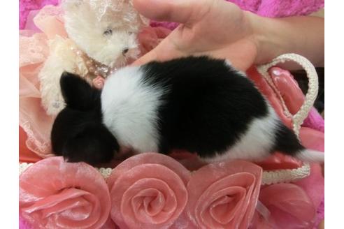 成約済の京都府のチワワ-4435の3枚目