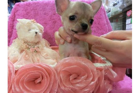 成約済の京都府のチワワ-4436の1枚目