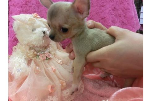 成約済の京都府のチワワ-4436の3枚目