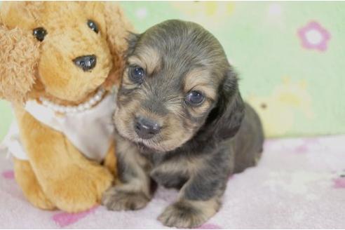 成約済の兵庫県のカニンヘンダックスフンド-4446の1枚目