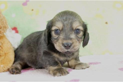 成約済の兵庫県のカニンヘンダックスフンド-4446の2枚目