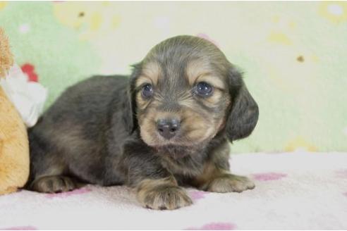 成約済の兵庫県のカニンヘンダックスフンド-4446の3枚目