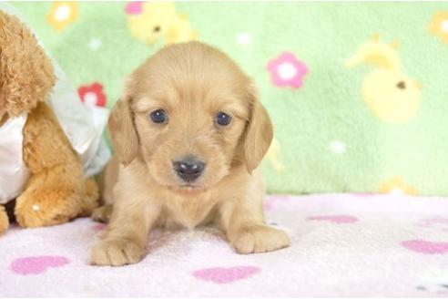 成約済の兵庫県のカニンヘンダックスフンド-4447の1枚目