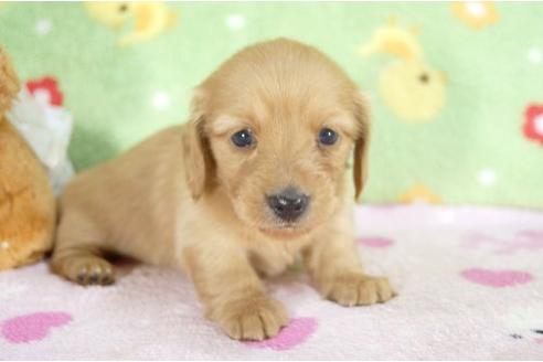 成約済の兵庫県のカニンヘンダックスフンド-4447の2枚目