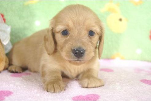 成約済の兵庫県のカニンヘンダックスフンド-4447の3枚目