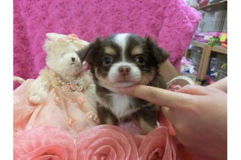 成約済の京都府のチワワ-3982の1枚目