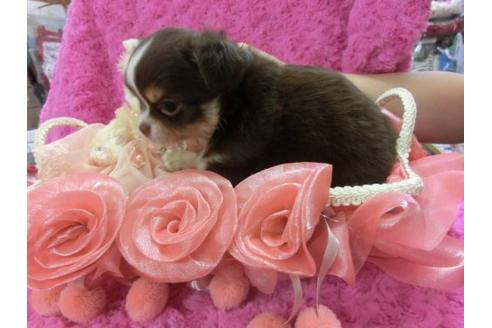 成約済の京都府のチワワ-3982の3枚目