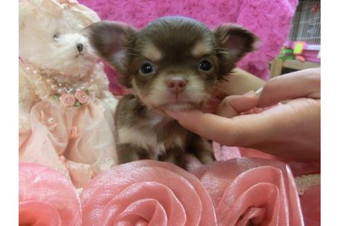 成約済の京都府のチワワ-3981の1枚目