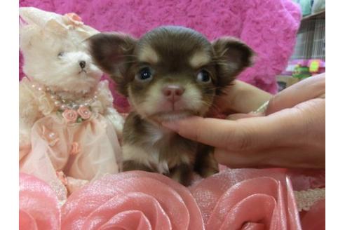 成約済の京都府のチワワ-3981の2枚目