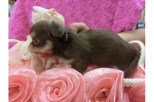 成約済の京都府のチワワ-3981の3枚目