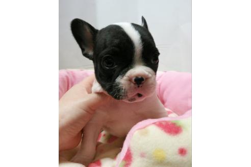 成約済の愛知県のフレンチブルドッグ-4461の1枚目