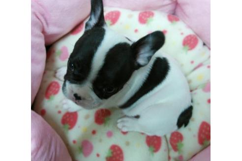 成約済の愛知県のフレンチブルドッグ-4461の2枚目