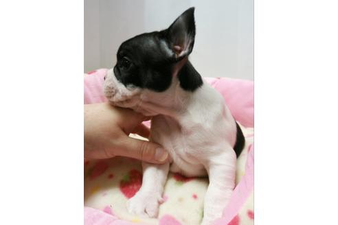 成約済の愛知県のフレンチブルドッグ-4461の3枚目