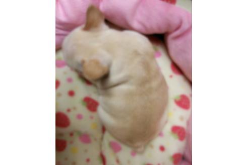 成約済の愛知県のフレンチブルドッグ-4177の3枚目