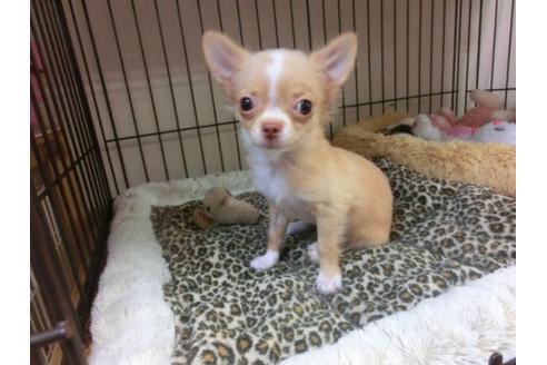 成約済の京都府のチワワ-4472の1枚目