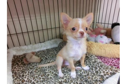 成約済の京都府のチワワ-4472の2枚目