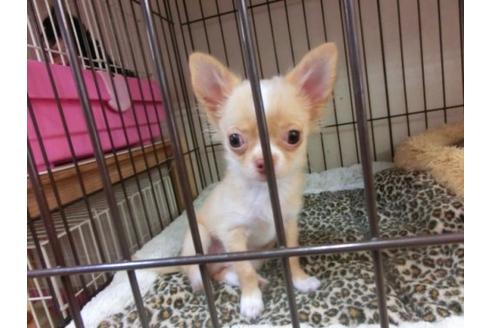 成約済の京都府のチワワ-4472の3枚目