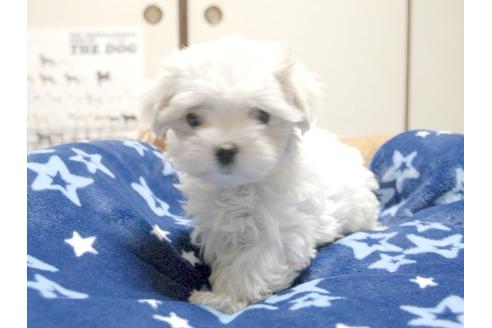 成約済の埼玉県のマルチーズ-3508の1枚目