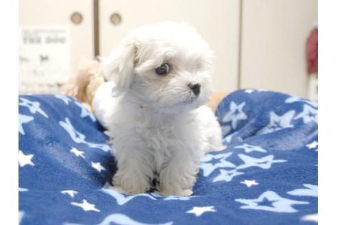 成約済の埼玉県のマルチーズ-3508の2枚目