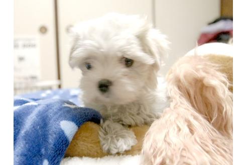 成約済の埼玉県のマルチーズ-3508の3枚目