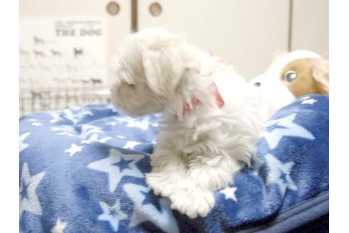 成約済の埼玉県のマルチーズ-3508の5枚目