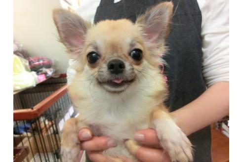 成約済の京都府のチワワ-4506の1枚目